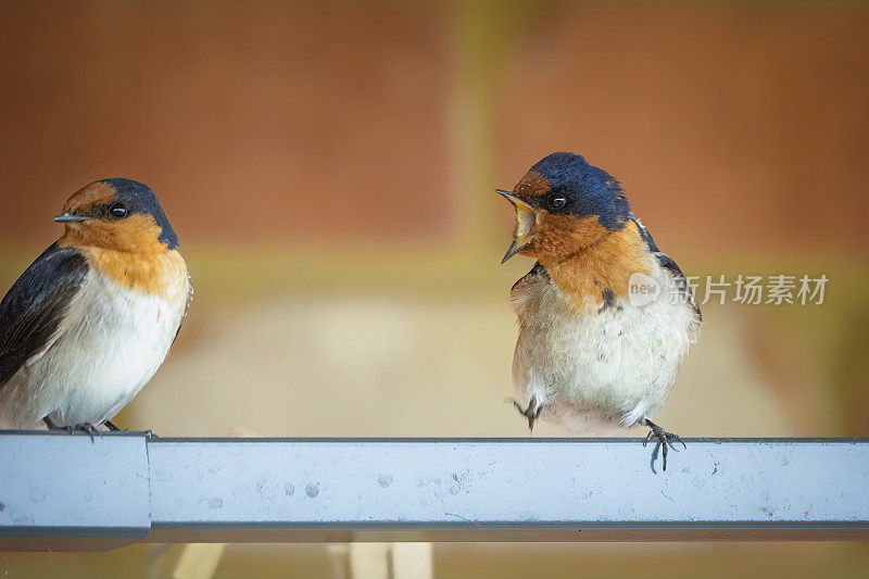 欢迎吞咽(Hirundo neoxena)